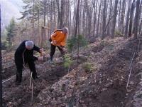 Plantare de puieţi forestieri în zona Firiza